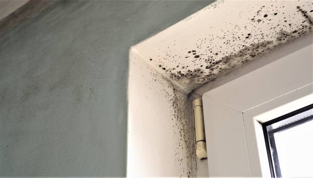Best Black Mold Removal  in Amity, OR