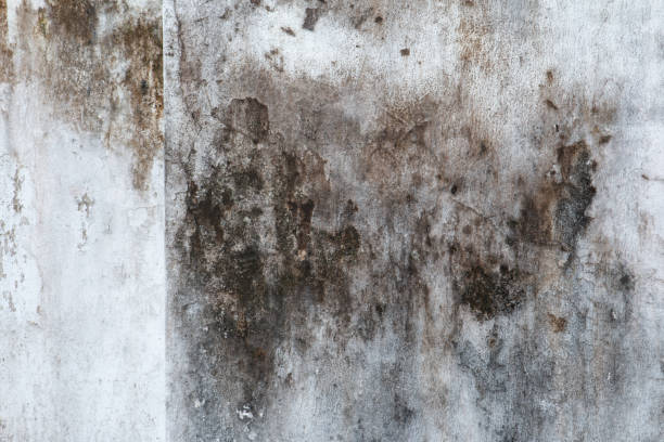 Best Air Quality Testing for Mold Spores  in Amity, OR