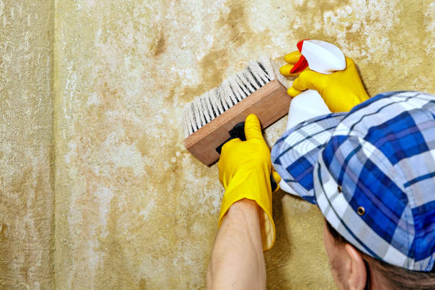 Mold Documentation for Insurance Claims in Amity, OR
