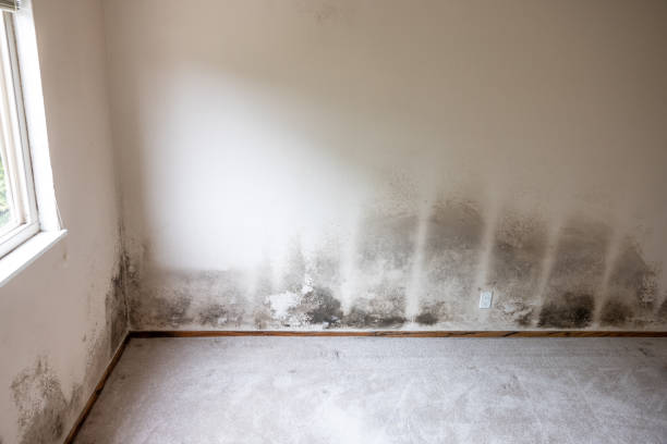 Best Mold Documentation for Insurance Claims  in Amity, OR