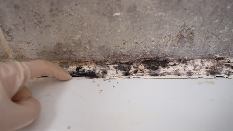 Mold Odor Removal Services in Amity, OR